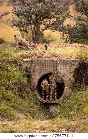 Three Cheetah Cubs In Pipe And Above