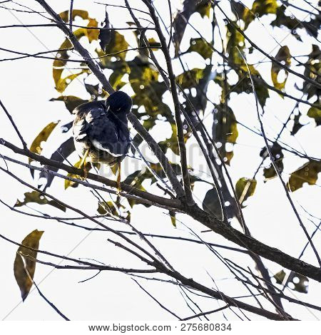 Yellow-billed Blue Magpie Or Gold-billed Magpie (urocissa Flavirostris) In Jim Corbett National Park