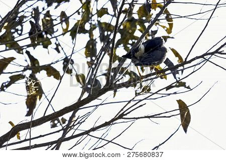 Yellow-billed Blue Magpie Or Gold-billed Magpie (urocissa Flavirostris) In Jim Corbett National Park