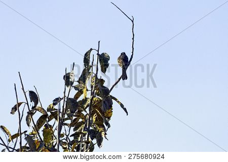 Palani Laughingthrush (montecincla Fairbanki), Also Known As Kerala Laughingthrush In Jim Corbett Na