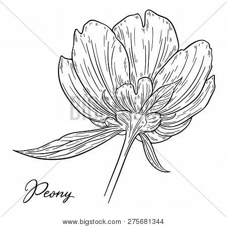 Peony Flower Hand Drawn In Lines. Black And White Graphic Doodle Sketch Floral Vector Illustration. 