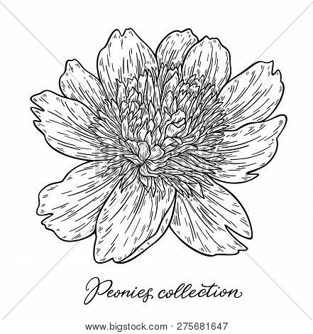Peony Flower Hand Drawn In Lines. Black And White Graphic Doodle Sketch Floral Vector Illustration. 