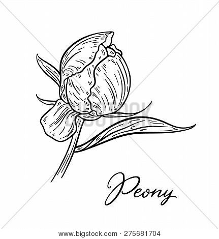 Peony Flower Hand Drawn In Lines. Black And White Graphic Doodle Sketch Floral Vector Illustration. 