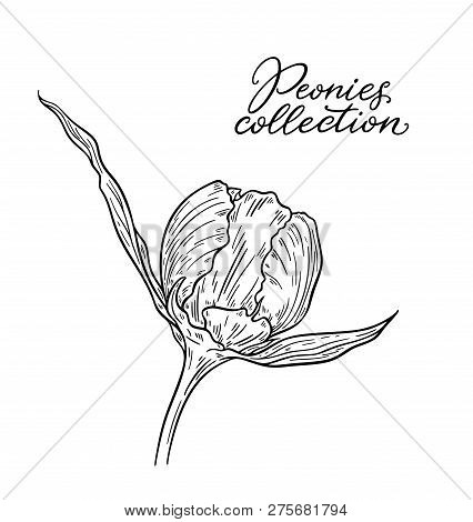 Peony Flower Hand Drawn In Lines. Black And White Graphic Doodle Sketch Floral Vector Illustration. 