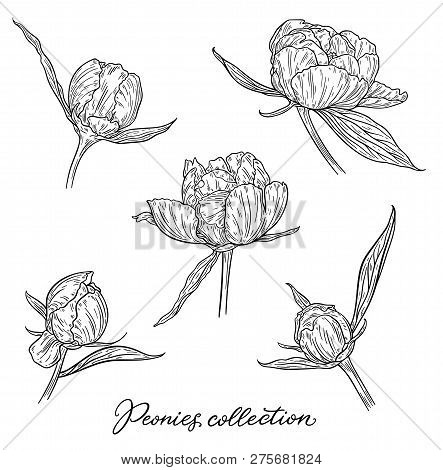 Peony Flower Hand Drawn In Lines. Black And White Graphic Doodle Sketch Floral Vector Illustration. 