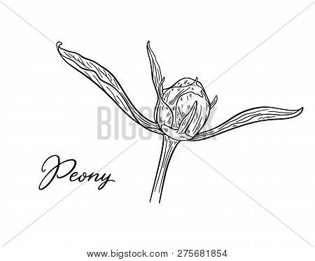 Peony Flower Bud Hand Drawn In Lines. Black And White Graphic Doodle Sketch Floral Vector Illustrati