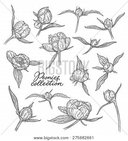 Peony Flowers And Buds Hand Drawn In Lines. Black And White Graphic Doodle Sketch Floral Vector Illu