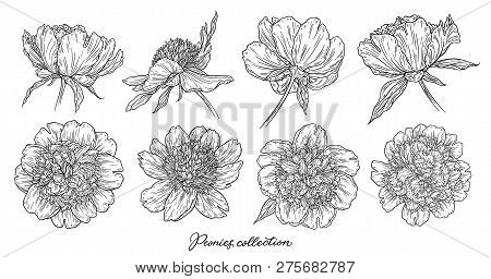 Peony Flowers Set Hand Drawn In Lines. Black And White Graphic Doodle Sketch Floral Vector Illustrat