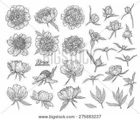 Peony Flowers And Buds Hand Drawn In Lines. Black And White Graphic Doodle Sketch Floral Vector Illu