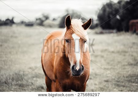 Brown Hourse Portrait At The Background Of The Field