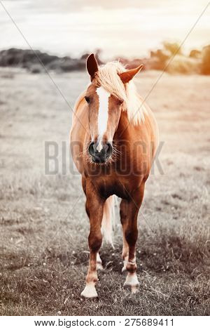 Brown Hourse Portrait At The Background Of The Field