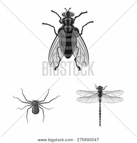 Vector Illustration Of Insect And Fly Logo. Set Of Insect And Element Vector Icon For Stock.