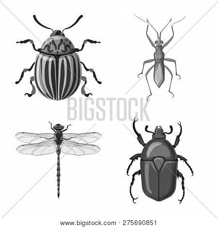Vector Design Of Insect And Fly Sign. Set Of Insect And Element Stock Vector Illustration.