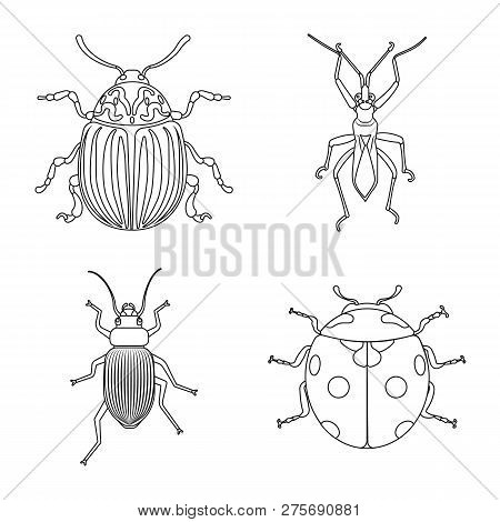 Vector Design Of Insect And Fly Icon. Set Of Insect And Element Vector Icon For Stock.