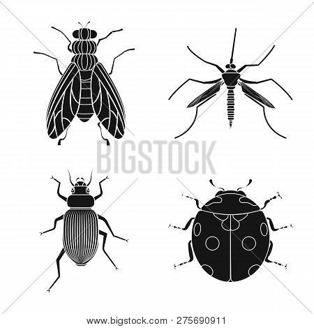 Vector Design Of Insect And Fly Sign. Set Of Insect And Element Stock Vector Illustration.
