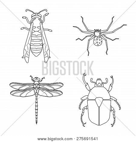 Vector Design Of Insect And Fly Logo. Set Of Insect And Element Stock Symbol For Web.