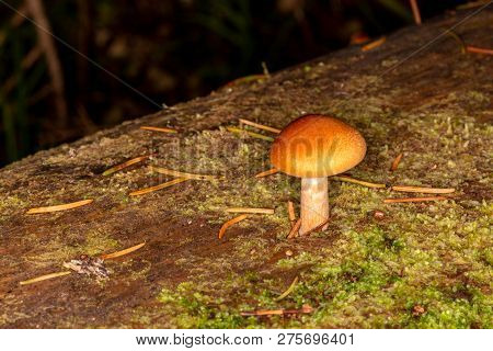 Sawdust, Summer Sawdust (kuehneromyces Lignicola). Edible Mushroom. Mushrooms Growing On Trees.