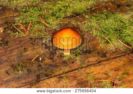 Sawdust, Summer Sawdust (kuehneromyces Lignicola). Edible Mushroom. Mushrooms Growing On Trees.