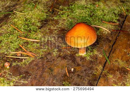 Sawdust, Summer Sawdust (kuehneromyces Lignicola). Edible Mushroom. Mushrooms Growing On Trees.