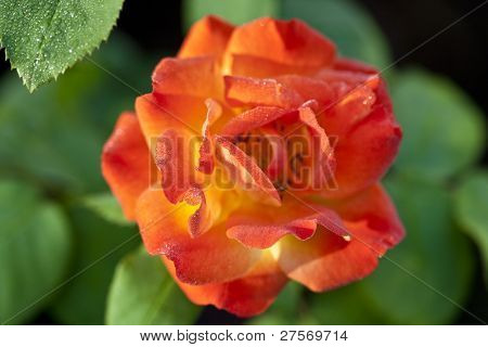 Rose mit Morgentau