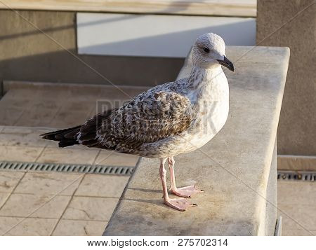 Young Gray Sea Gull On A Stone Parapet In A City. Gulls Of This Species Will Change Their Motley Plu