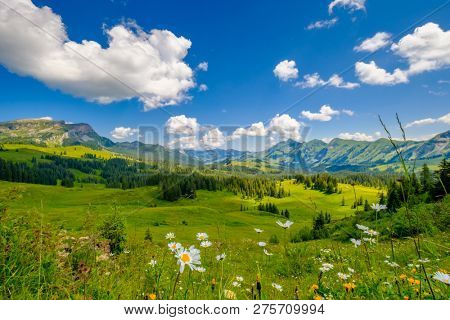 Summer time mountain nature panoramic landscape near Habkern, Switzerland. Flowers at foreground