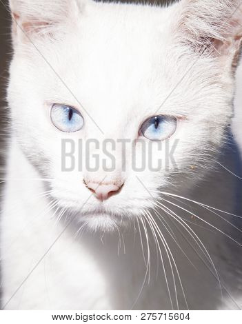 Blue Eyes Calico Adult Cat Laying On The Wall And Warming Up In The Sun Face Close Up.