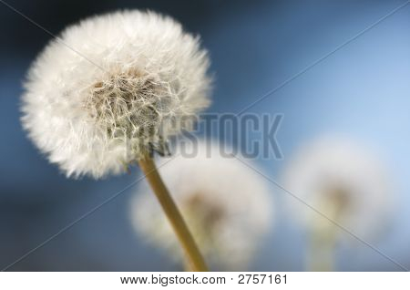 Reihe von Löwenzahn