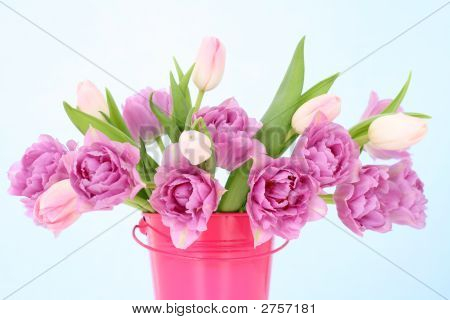 Tulipes