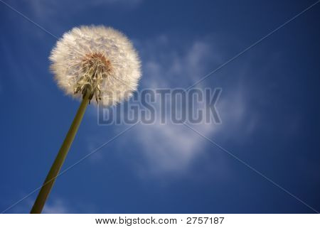 Löwenzahn gegen Deep Blue Sky