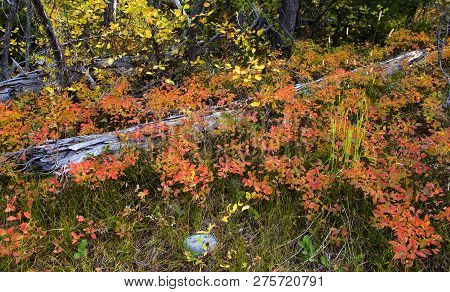 Yellowstone National Park Forest Floor In Autumn Colors