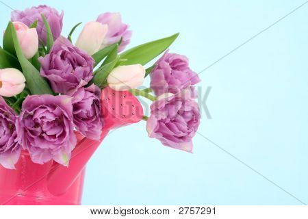 Tulipes