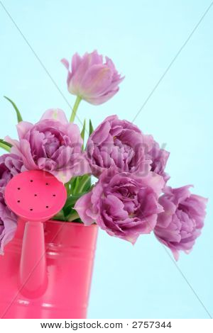 Tulipes