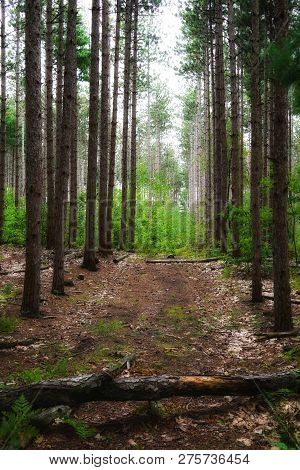 Deep Forest With The Pathway. Fallen Tree Trunk In The Foreground. A Forest Trail Goes To Deep Fpres