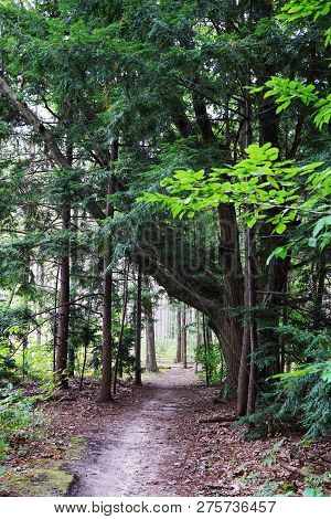 Deciduous Forest With The Pathway. A Forest Trail Goes To Deep Fprest. Usa, Michigan