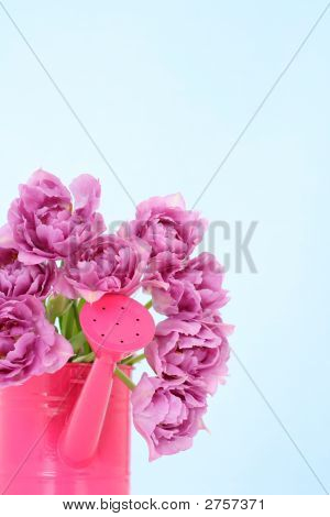 Tulipes