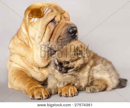 Shar pei köpek ve Spitz
