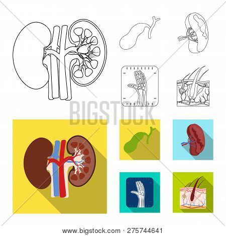 Vector Illustration Of Body And Human Icon. Set Of Body And Medical Vector Icon For Stock.