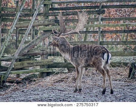Whitetail Deer Fawn Feeding With Oak Corns Hidden In Dry Autumn Leaves. Old Sturdy Male.