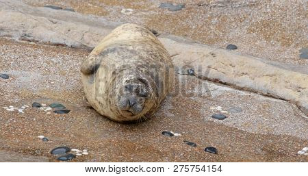 Earless seal in the zoo park