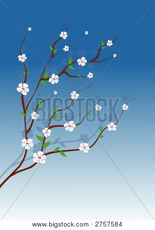 Mandelbaum weiße Blumen