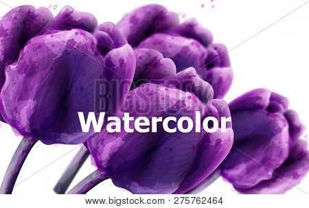 Purple Tulip Flowers Watercolor Bakground. Floral Decor Close Up. Women Day Greeting Card. Beautiful