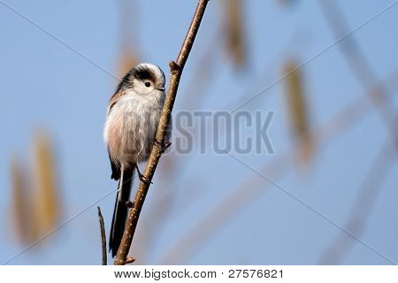 Aegitalos Caudatus