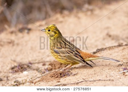 Emberiza Citrinella