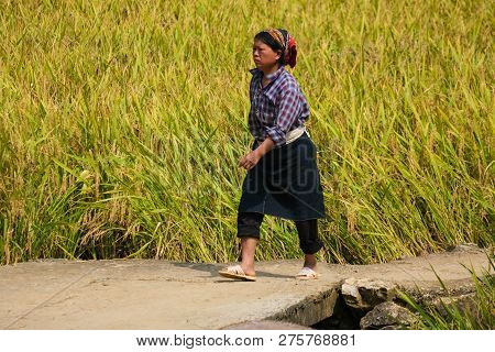 Ha Giang, Vietnam 10-2018: A Woman Farmer Harvesting Ripe Rice By Hand, Sickle On Yellow Rice Field.