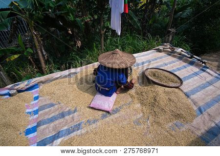 Sifting Rice Harvest Season. A Village Old Woman Sieves The Rice At Home. Royalty High-quality Free 