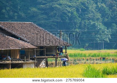 Vietnam Traditional House In Northern Vietnam. Yellow Rice Field In Village, Countryside In Vietnam.
