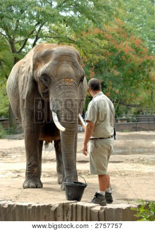 Elephant And Trainer