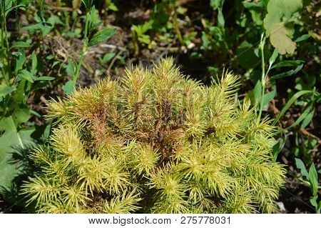 Tetranychus Urticae (common Names Include Red Spider Mite And Two-spotted Spider Mite) On Picea Glau