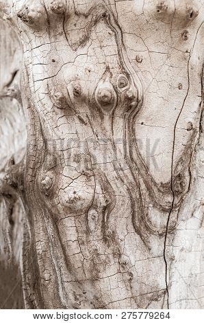 Smooth Trunk Of An Old Dried Tree With Peeling Bark And Cracks Close-up